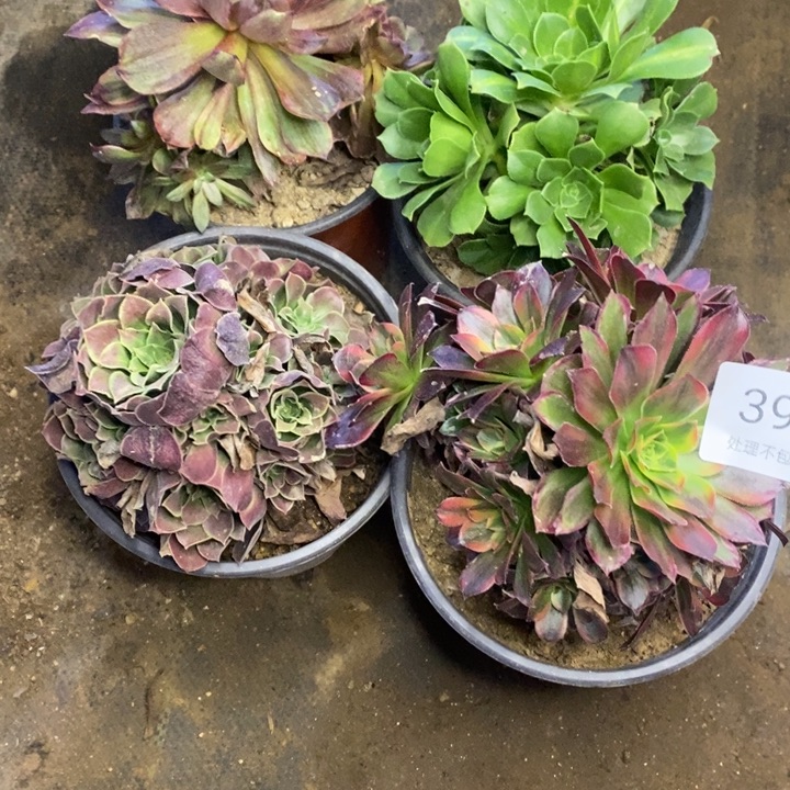 4盆多肉断头不包3949