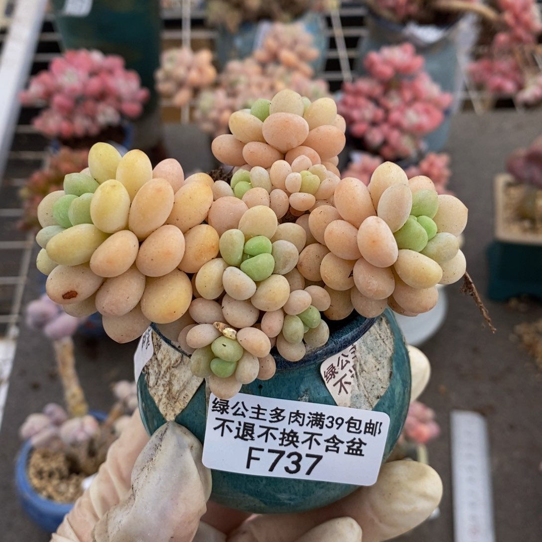 洛可可737/7cm的肉