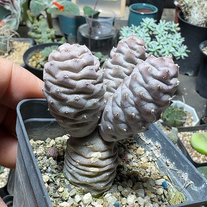676松笠团扇脱土发货