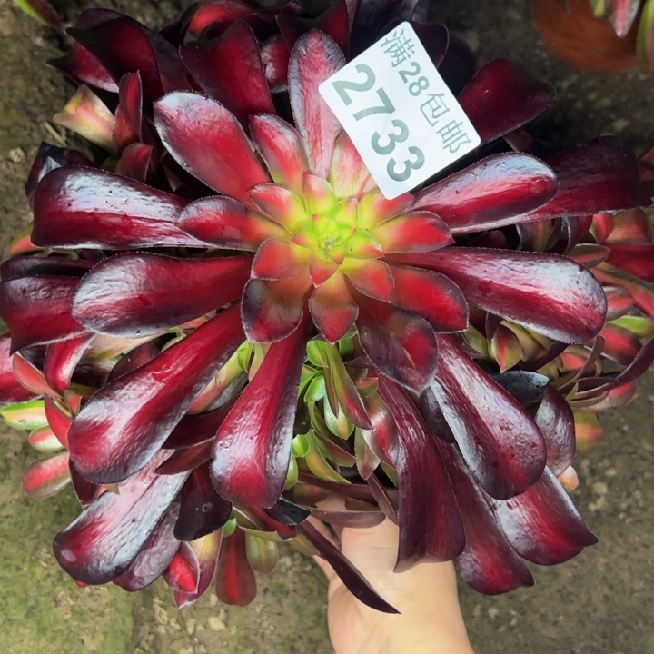 2733南夕阳多肉植物