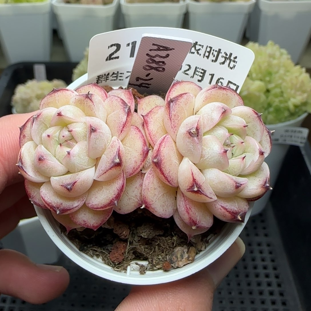 i**”0216-211（A388-24）