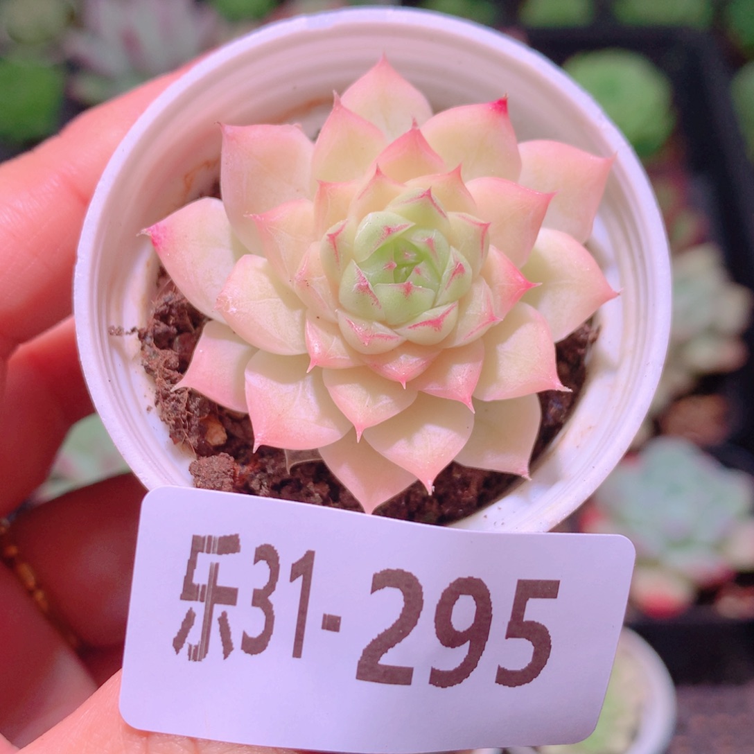 乐然31-295 女王玫瑰 