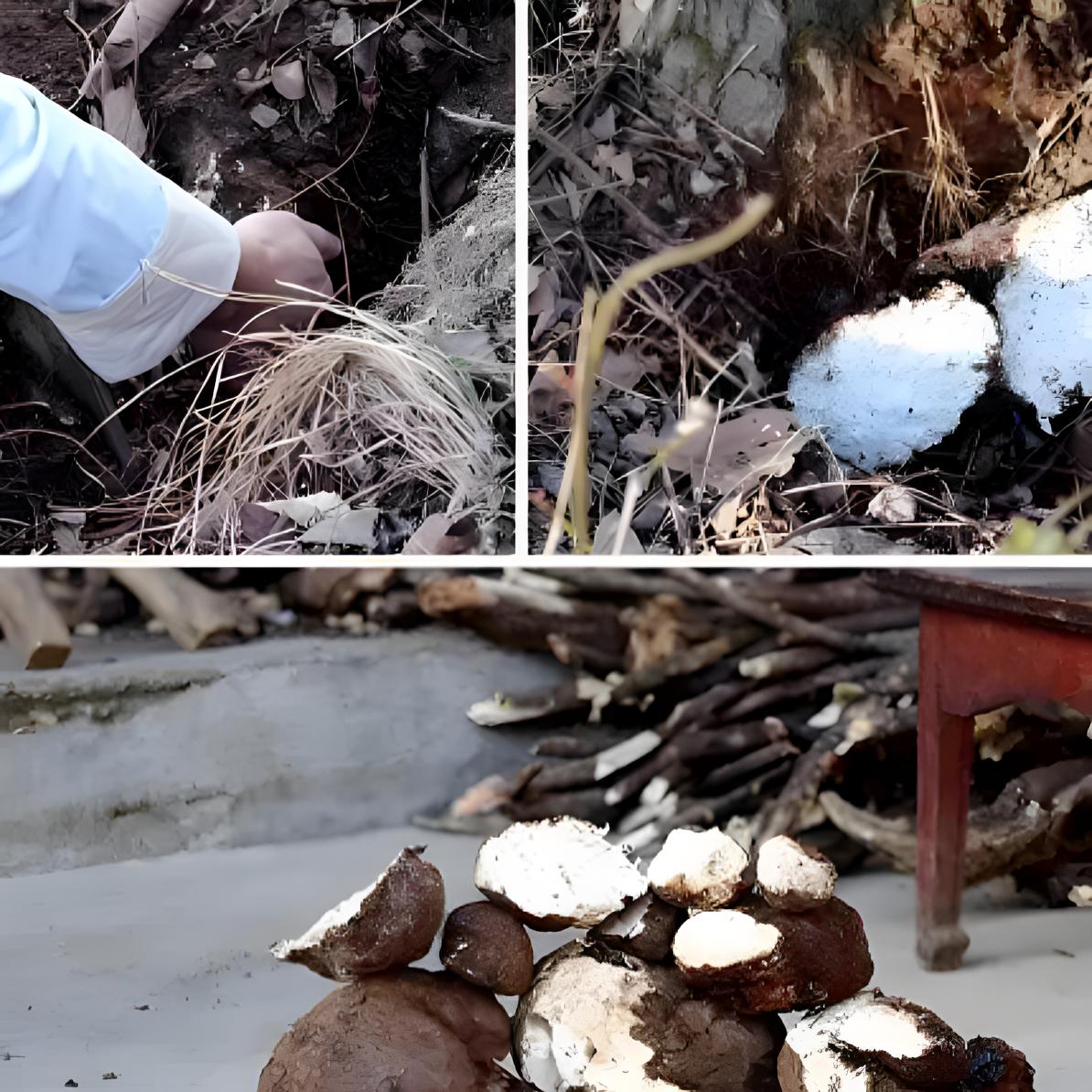 【茯苓】正宗的下山货松茯苓