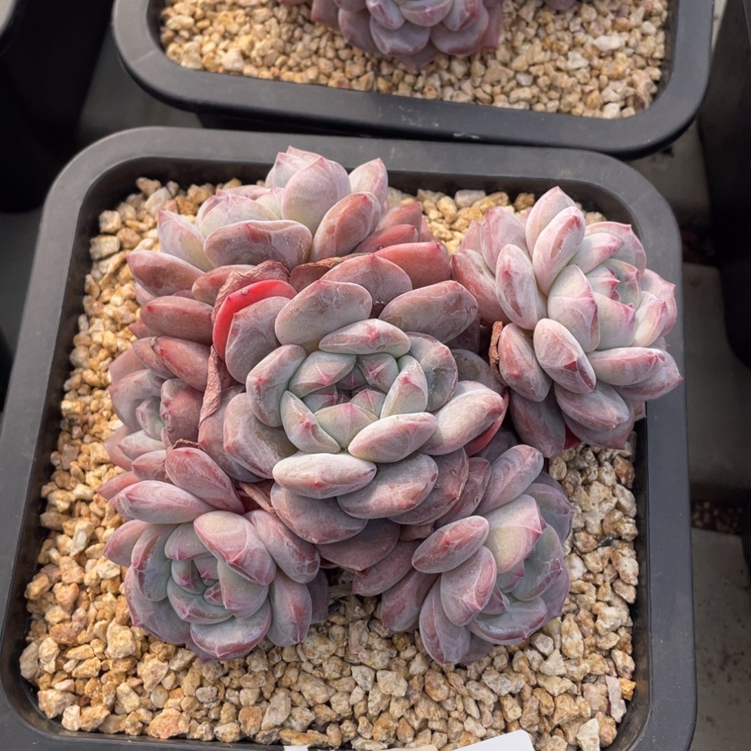 1202-31-星影。。。。。。。