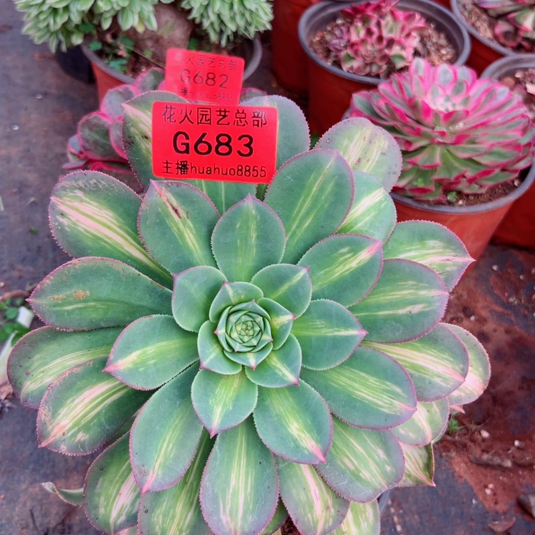 幻彩683多肉植物