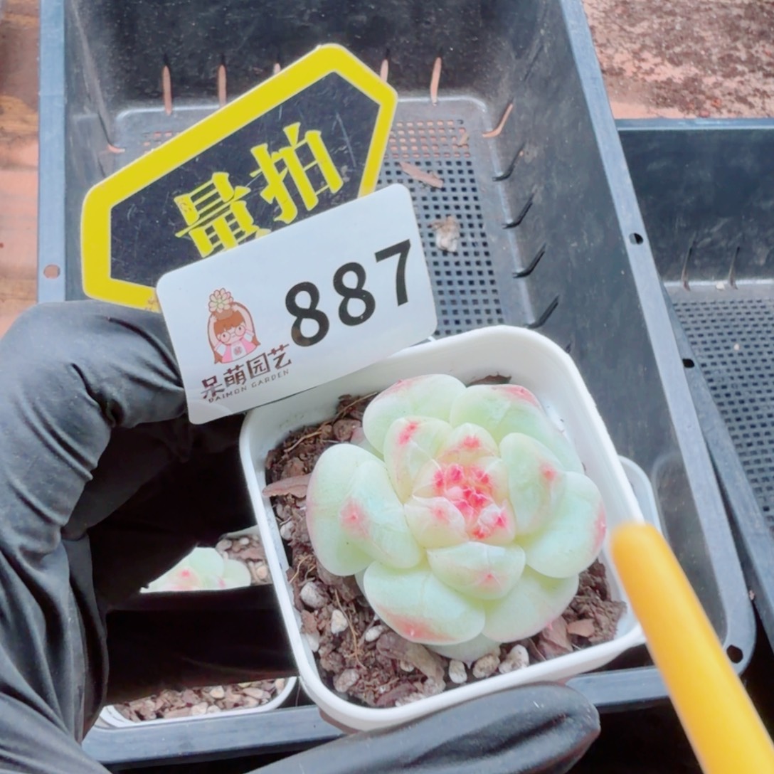 多肉植物多肉植物