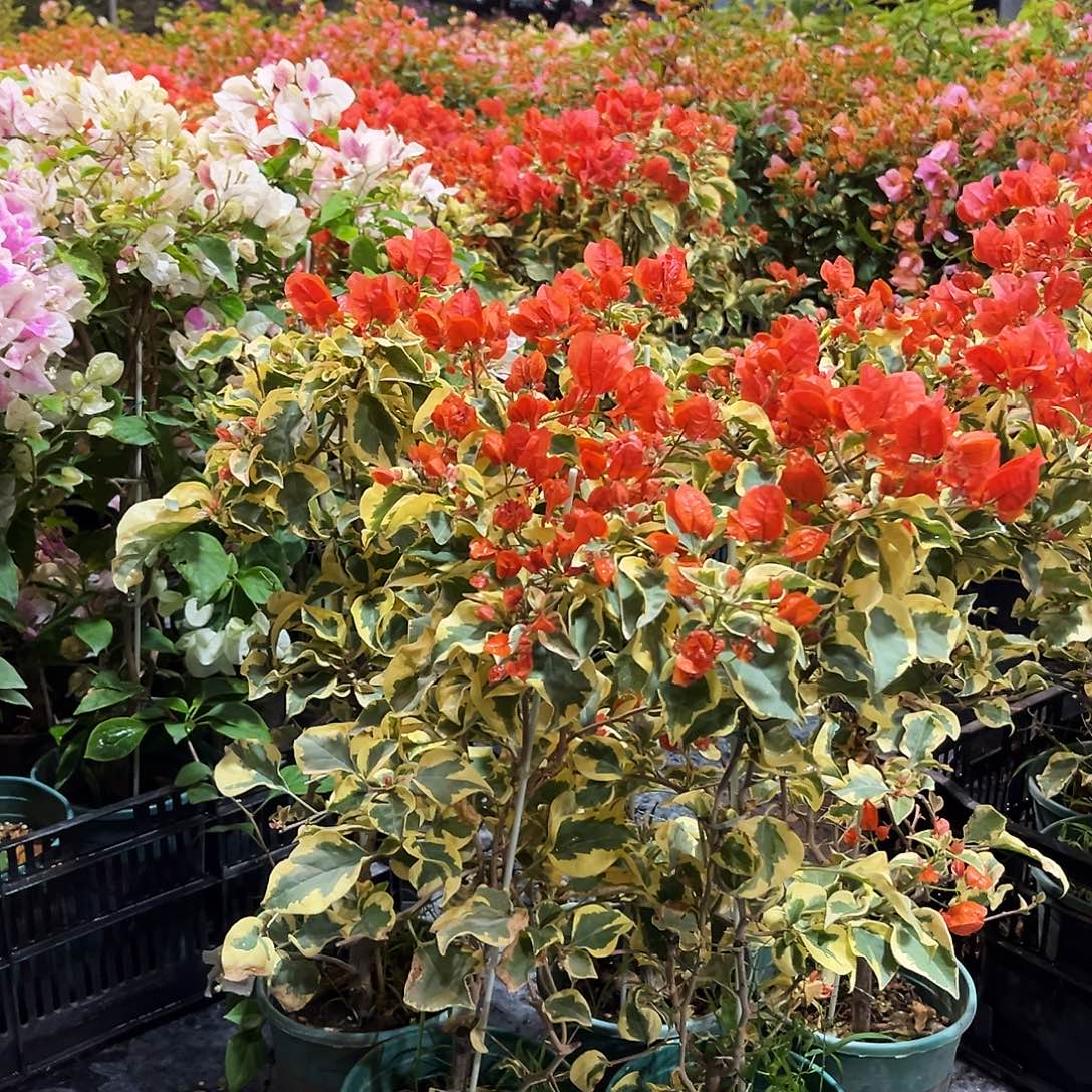 完全开放橙冰带竹一颗