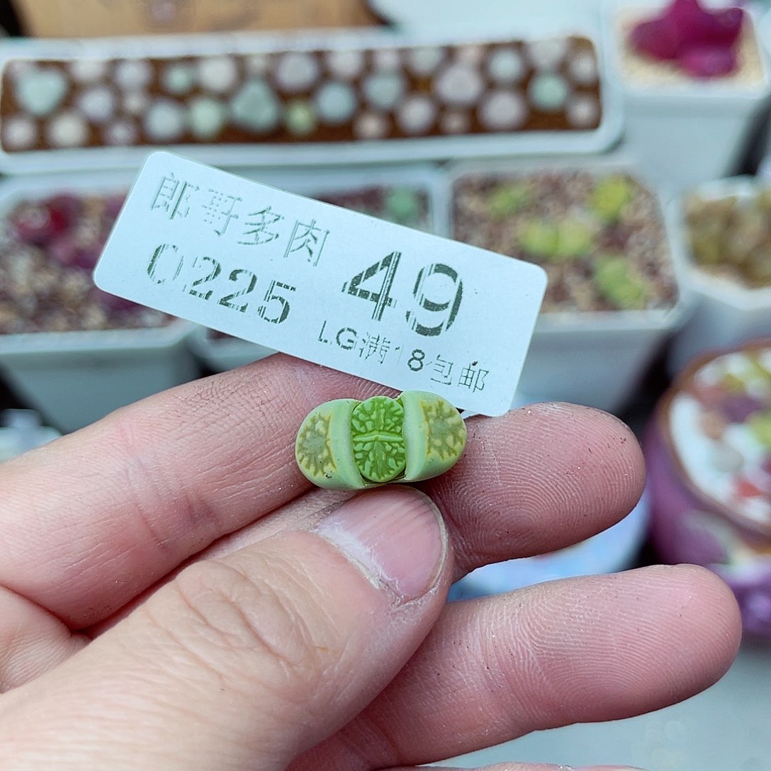 郎哥多肉生石花25-49