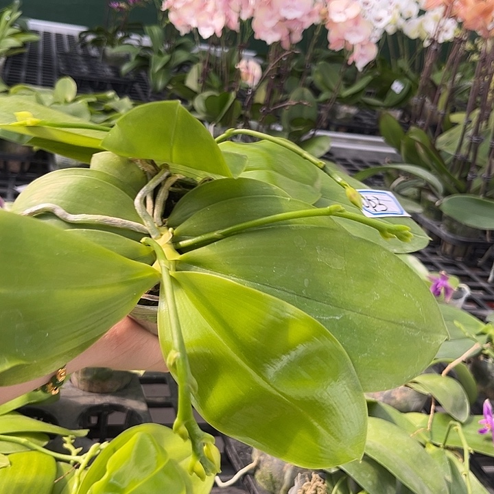 大部分花苞少量开放063