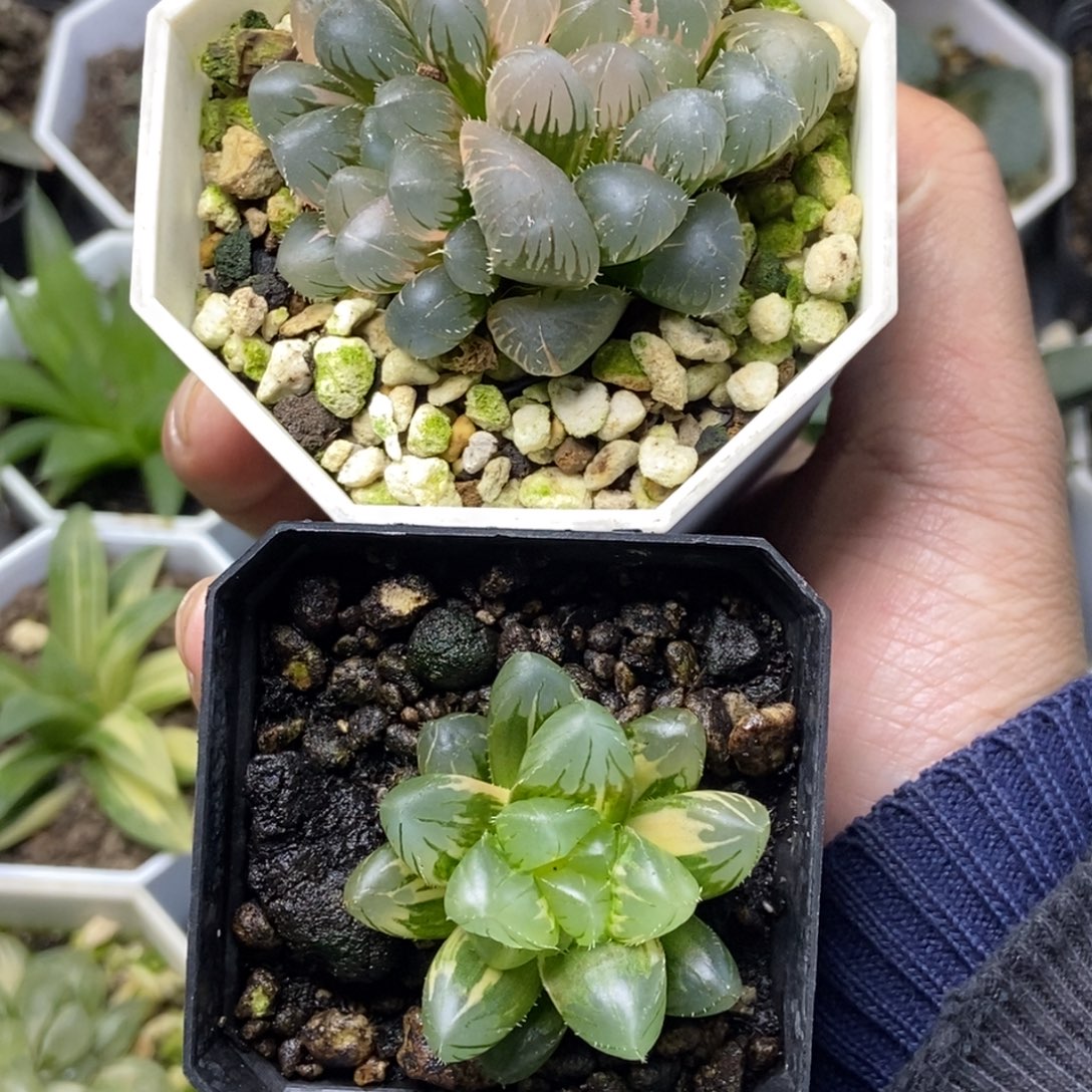 张***恳是是是是是是是是是寿