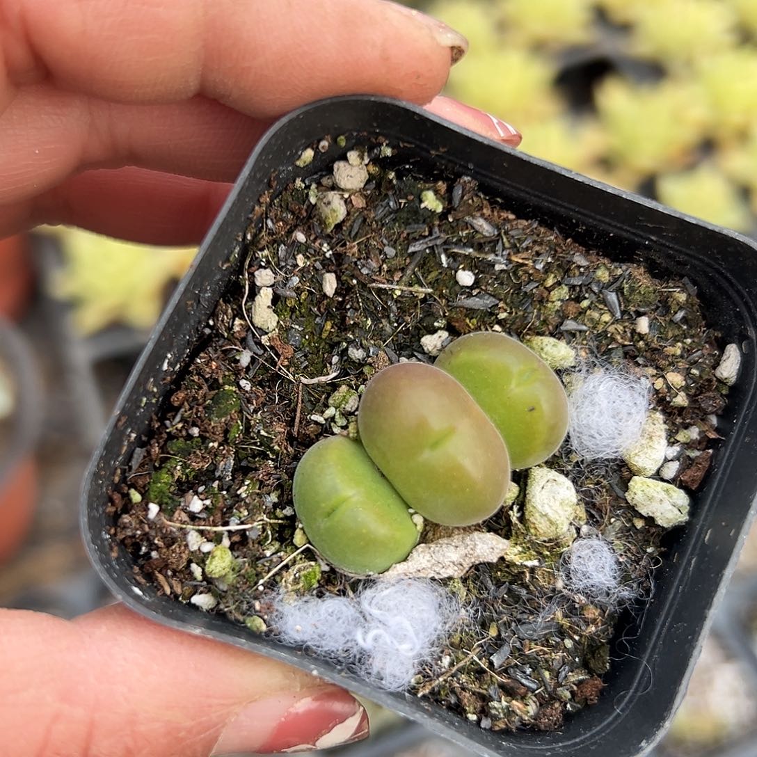 多肉植物短毛翠堤