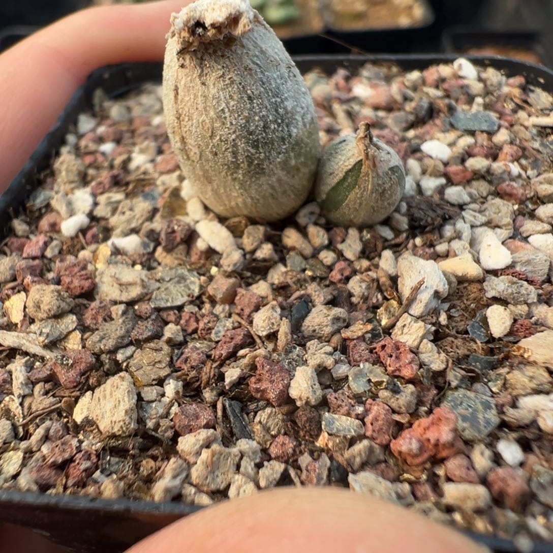 10-46肉锥多肉植物