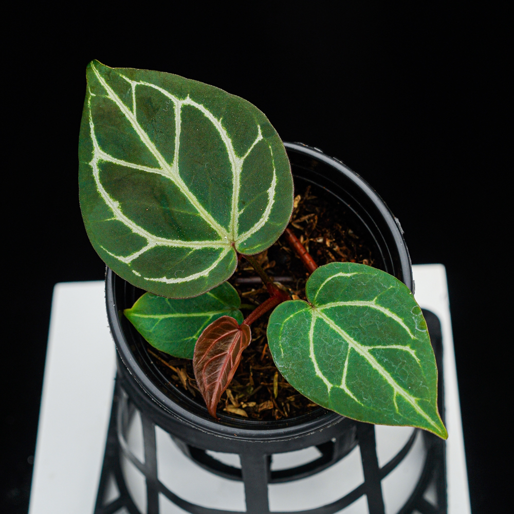 Hu家进口kosred粗脉花烛热植 参与满减