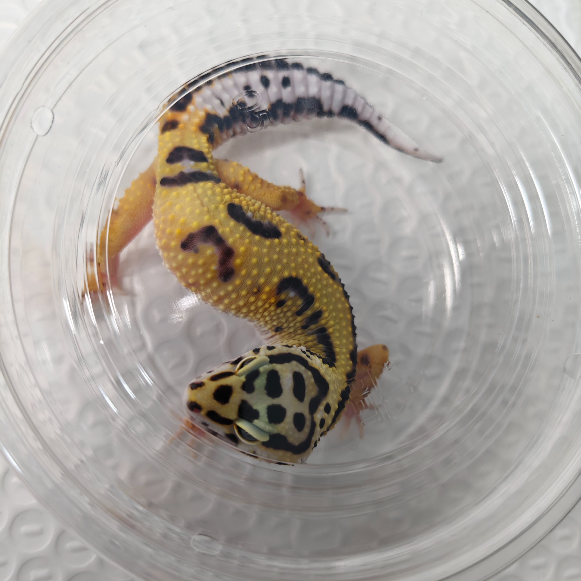 土匪豹纹守宫  小萌妹