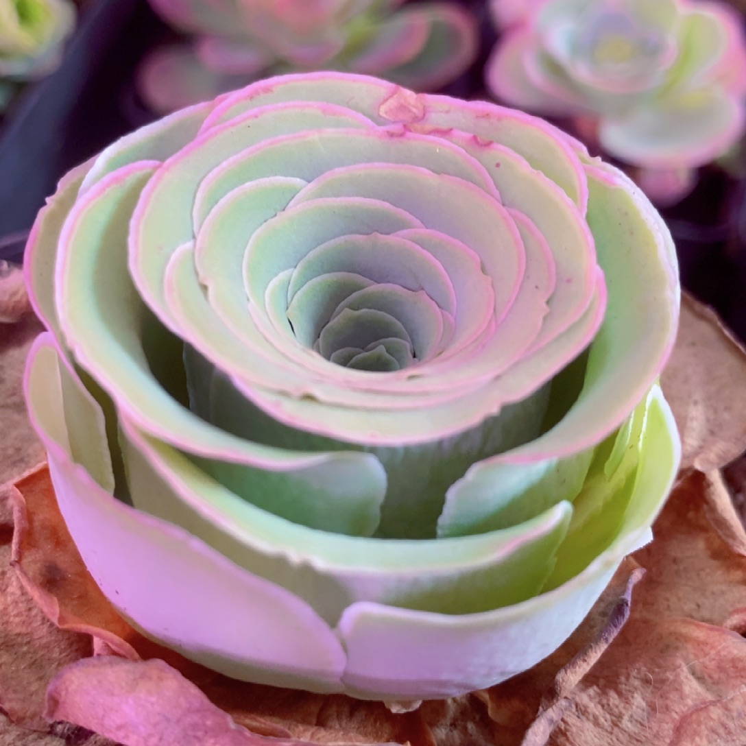 山地玫瑰一物一拍005雪霁单头微瑕介意勿拍