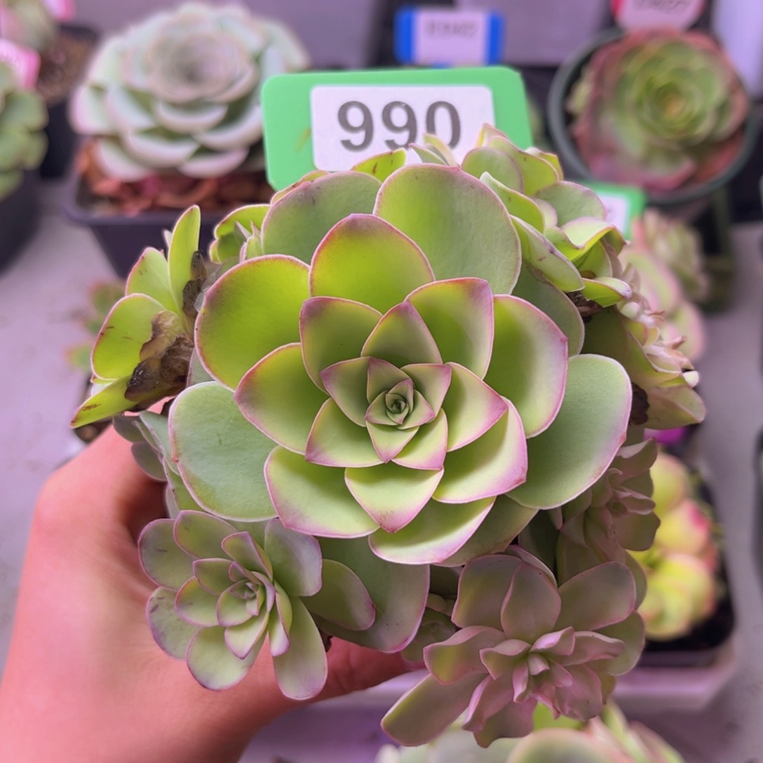 山地玫瑰手捧花990