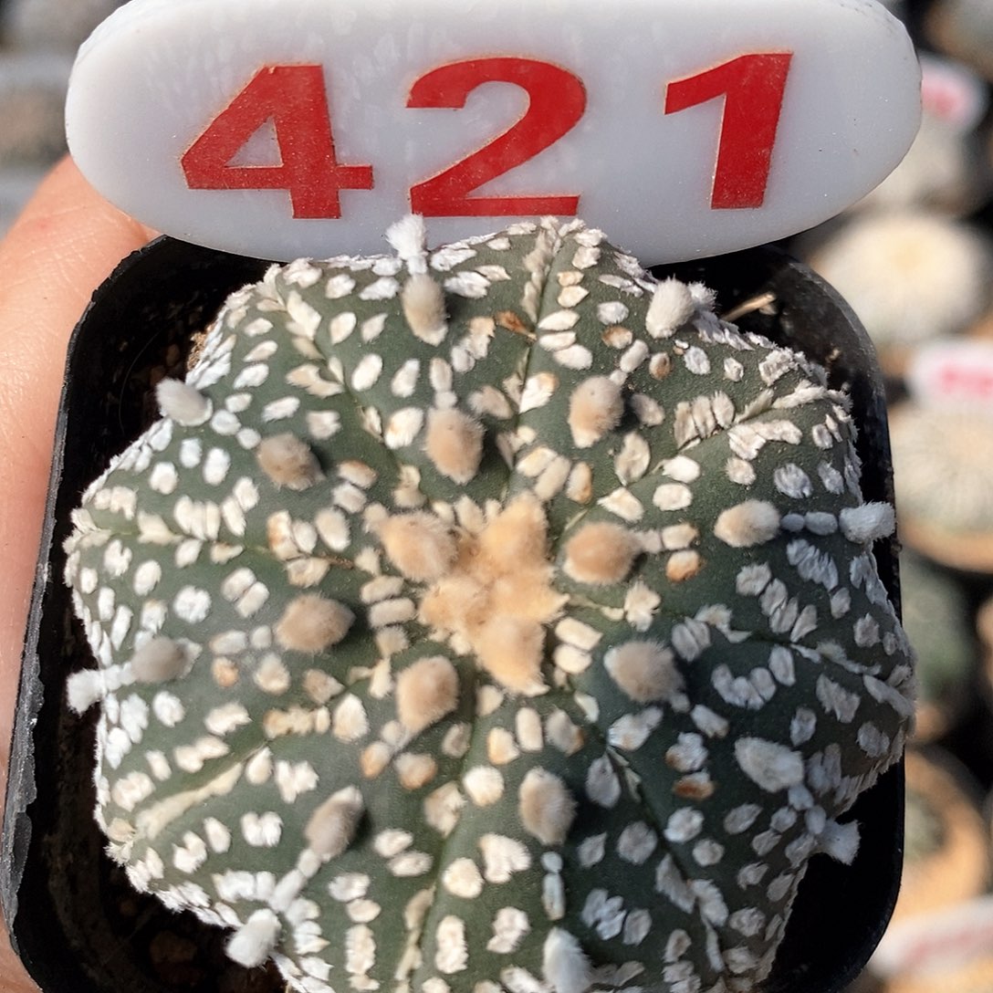 421海星兜福利来啦