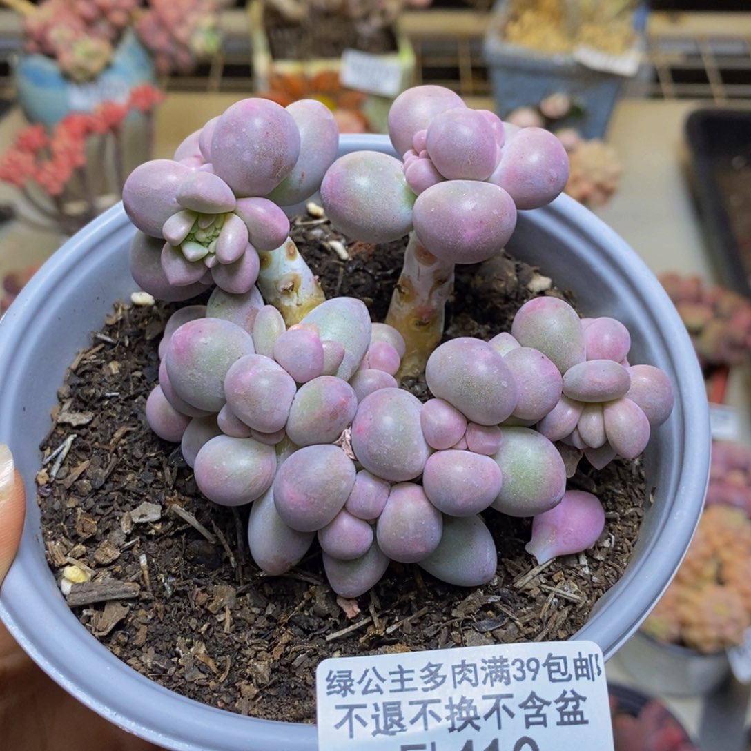 410香水手指奶多肉8c m