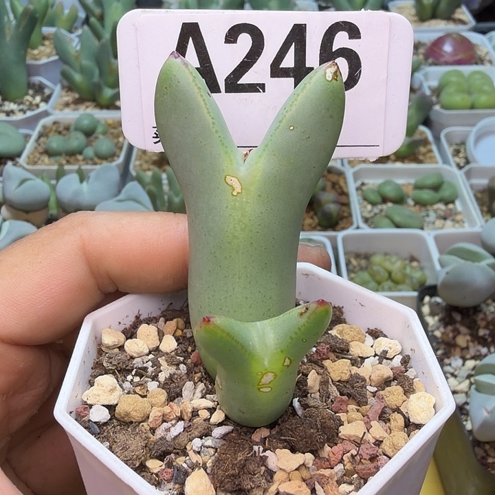 246。满38包邮肉锥