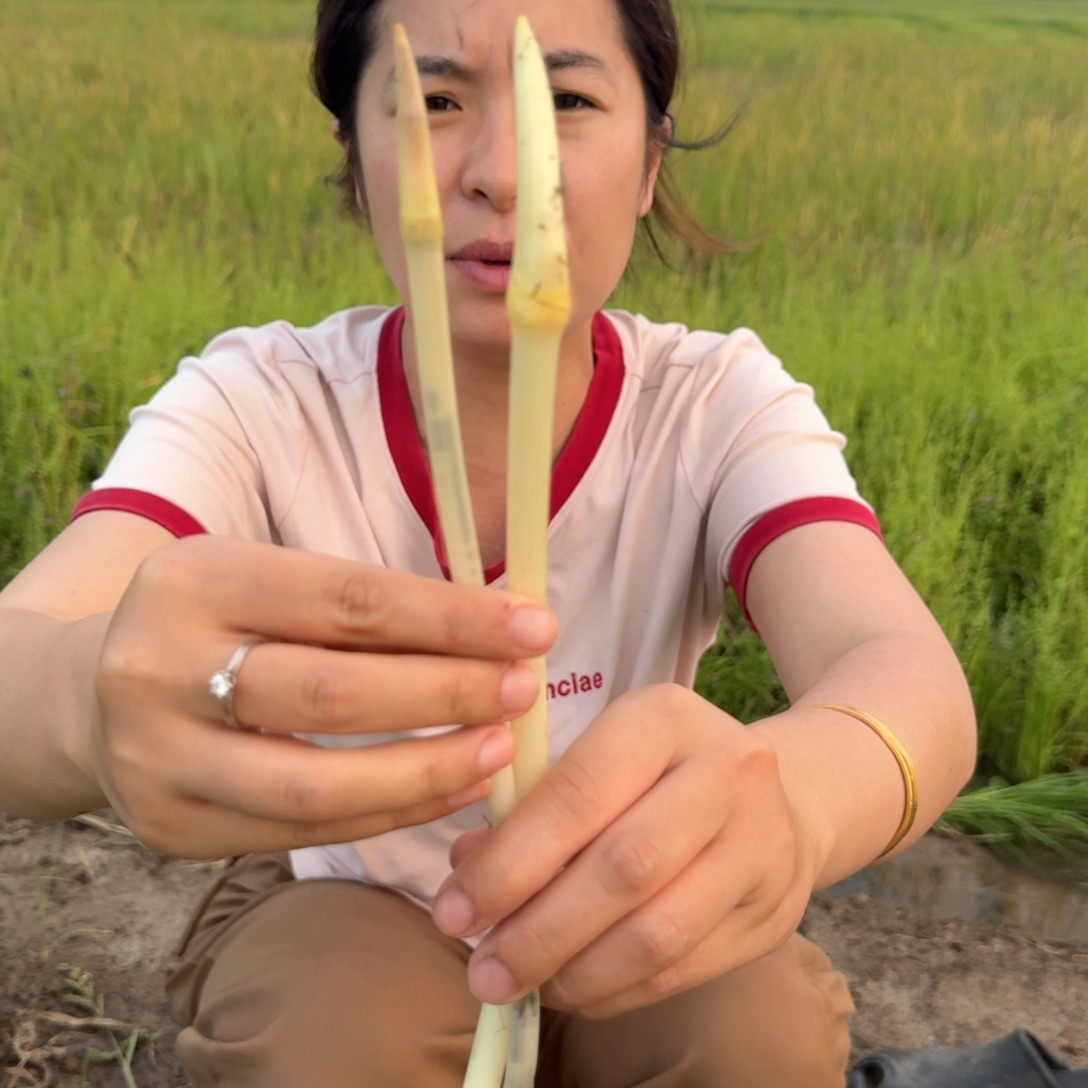 华容藕尖1.5斤中国大陆