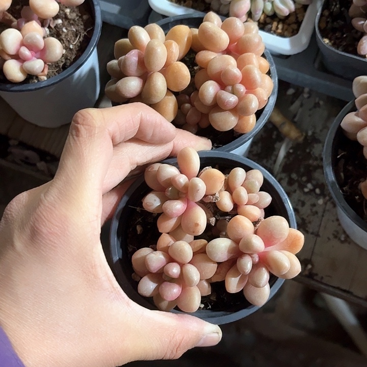 喵**喵b b g g g g d h d h 372