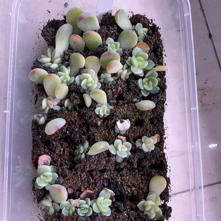 甜心p77一饭盒切糕