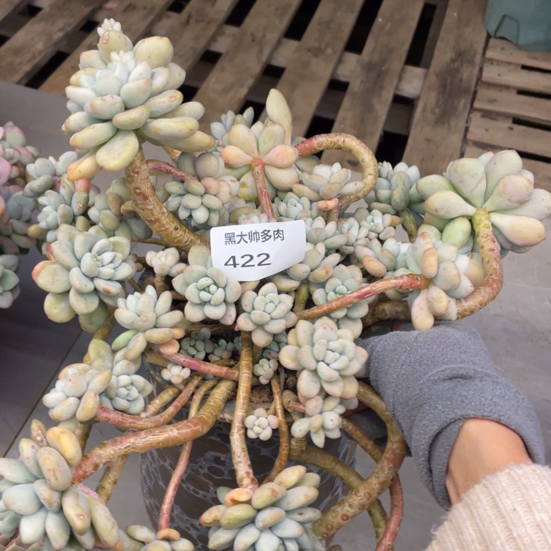 黑大帅多肉422洛神