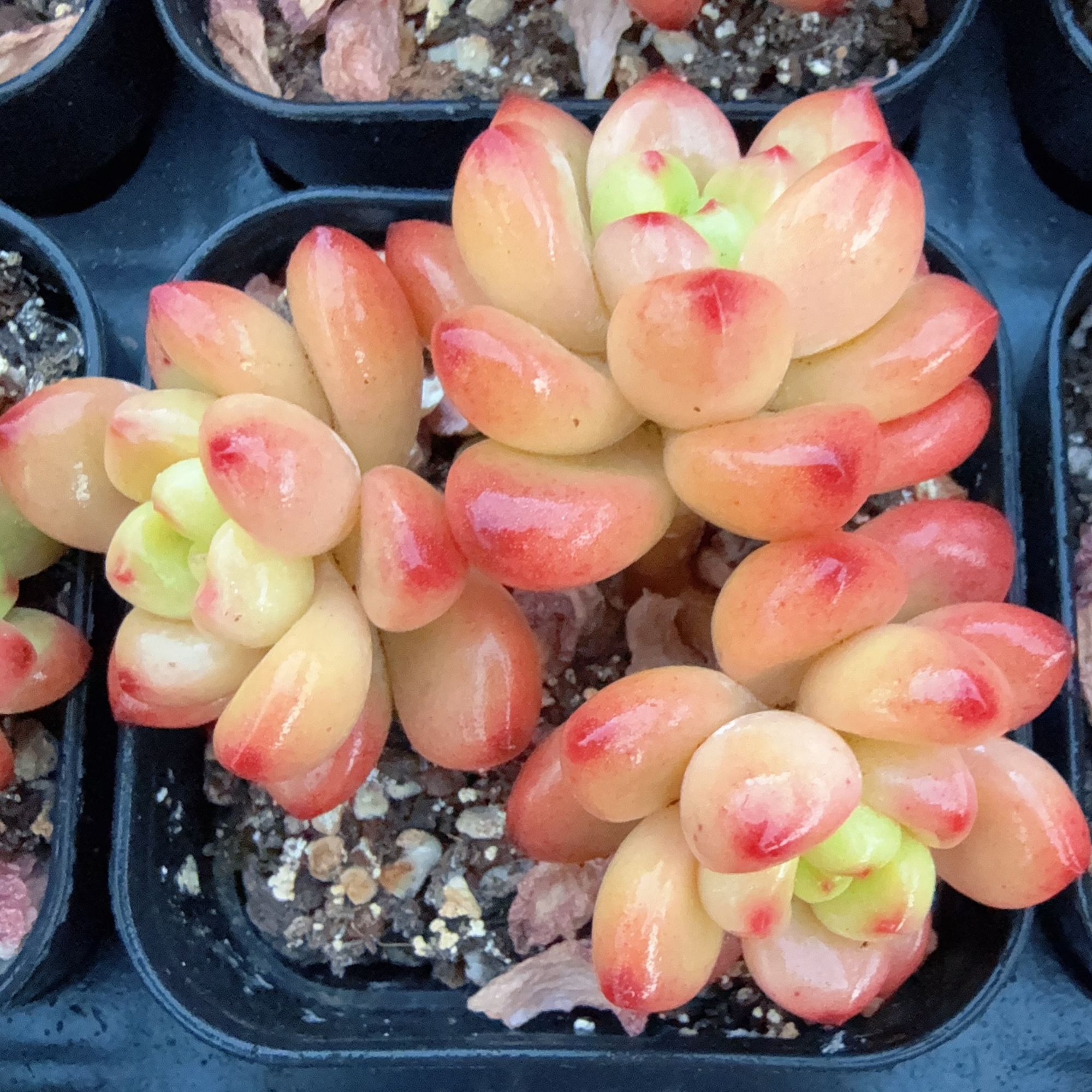 70#小群翠琉璃（5-7cm）脱土