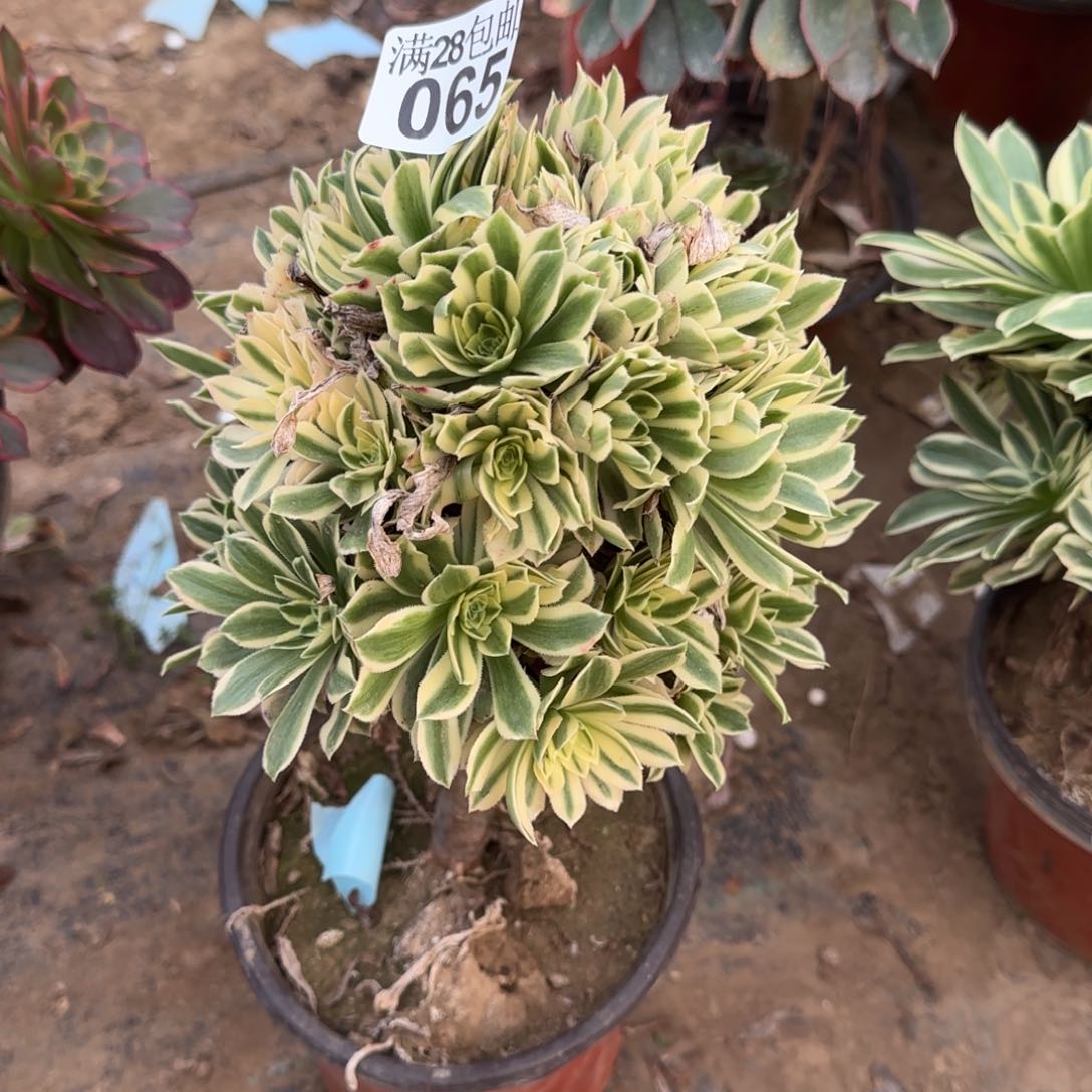 艳凝多肉065满28包邮断枝不包