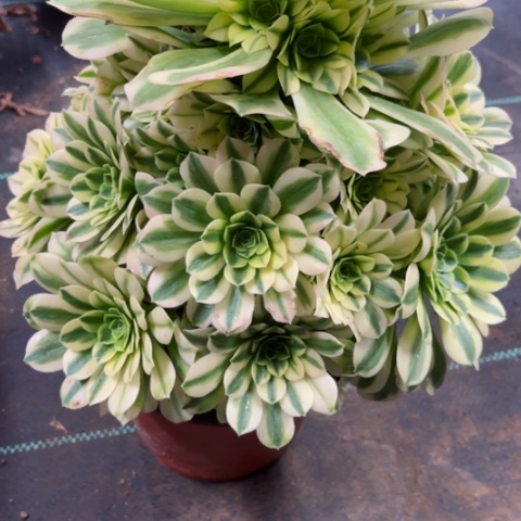 多肉植物金丝翡翠锦，