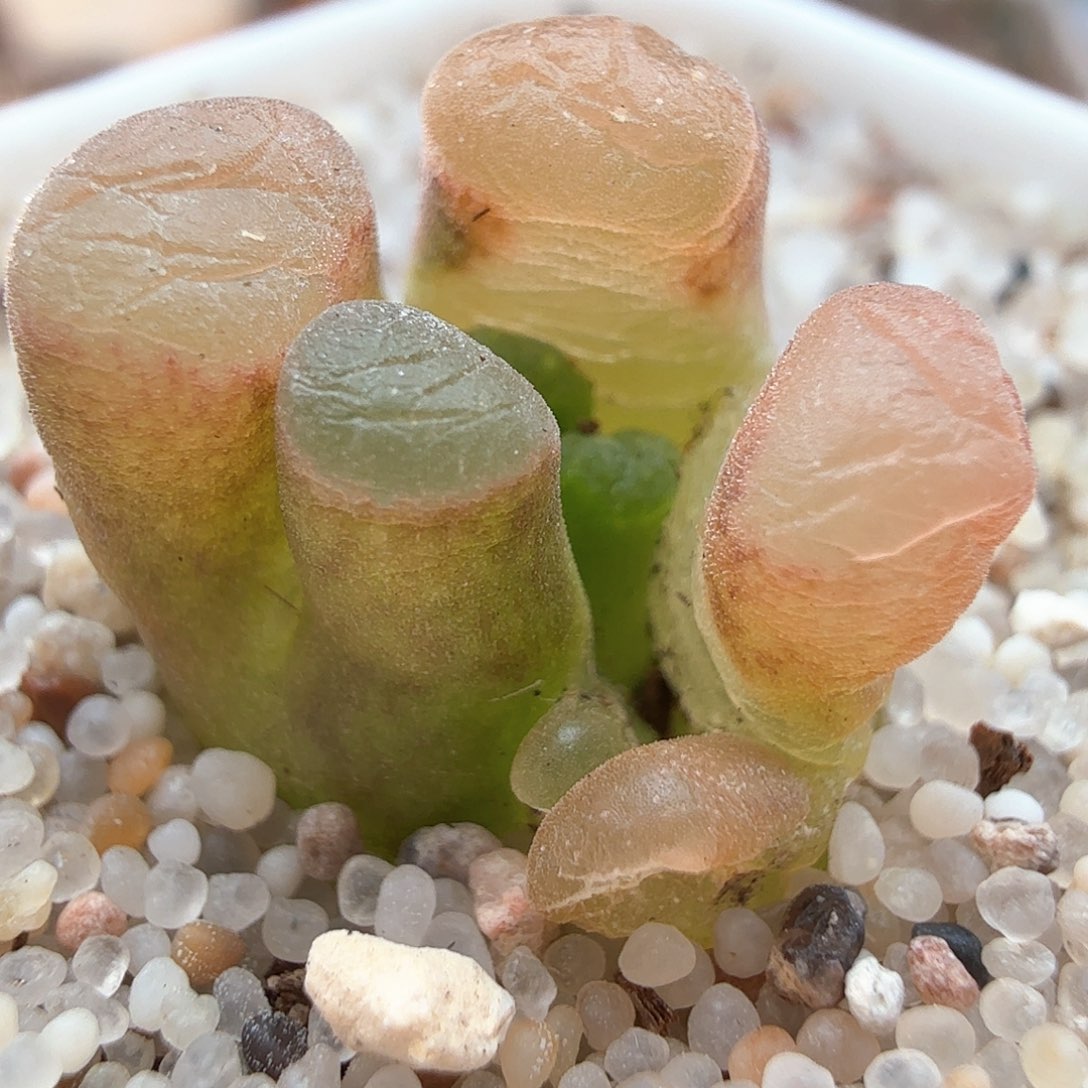 1.16.40班克磁铁缀化卷卷/多肉植物