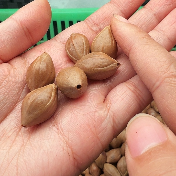 河***）手串/手链橄榄核橄榄