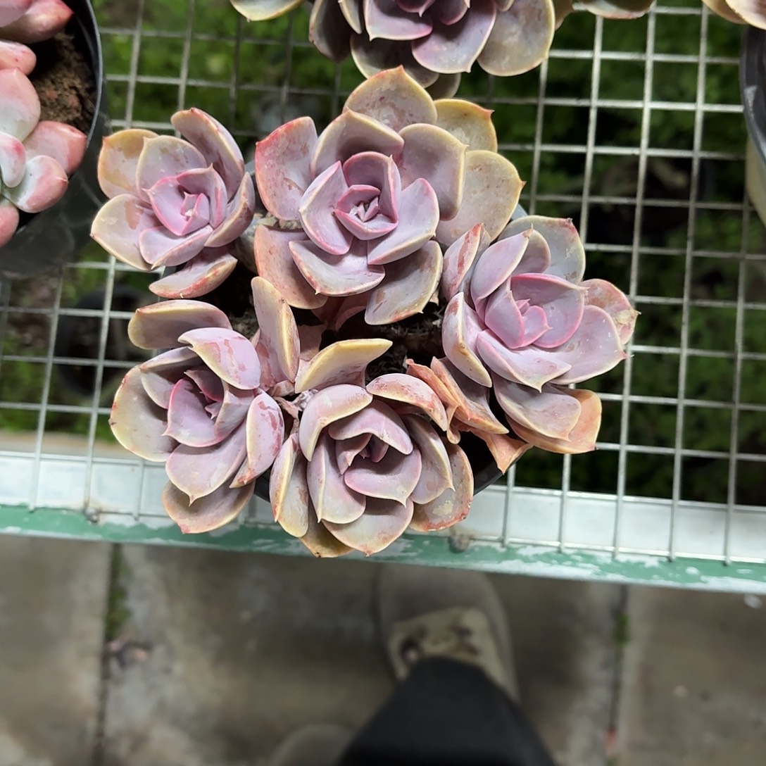 紫珍珠群生12㎝盆参考