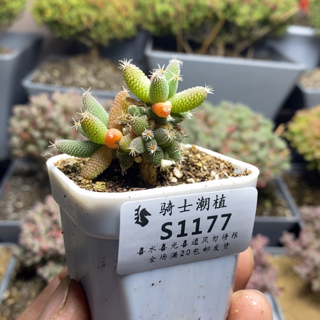 1177实生玉米枝干多肉