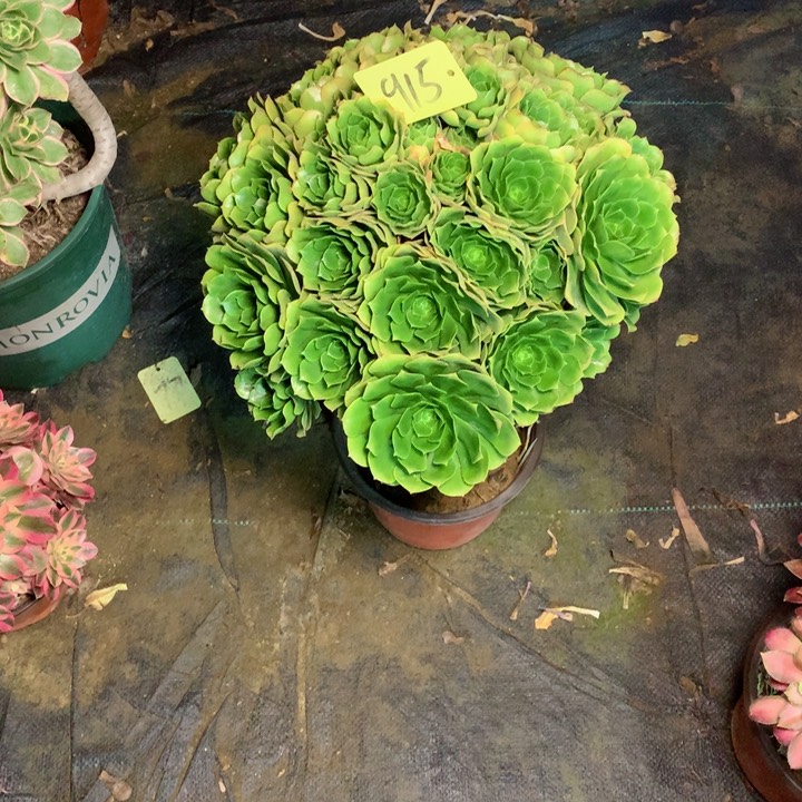 915绿羊绒多肉111111