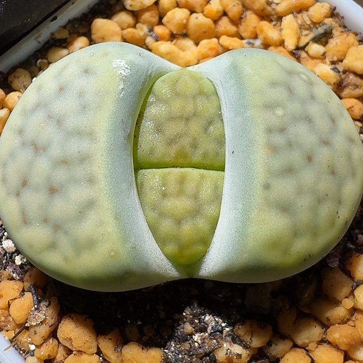 生石花1112222。    297