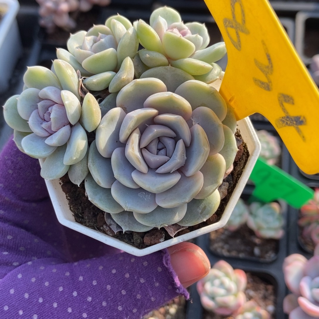 834汉堡多肉植物多肉