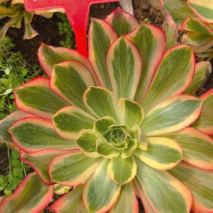 3-37魅影多肉法师