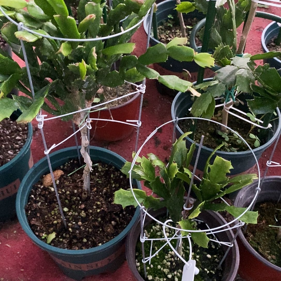 豆***豆无花朵福利款双壳