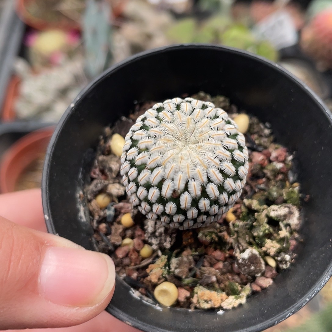 592白斜子仙人球开花