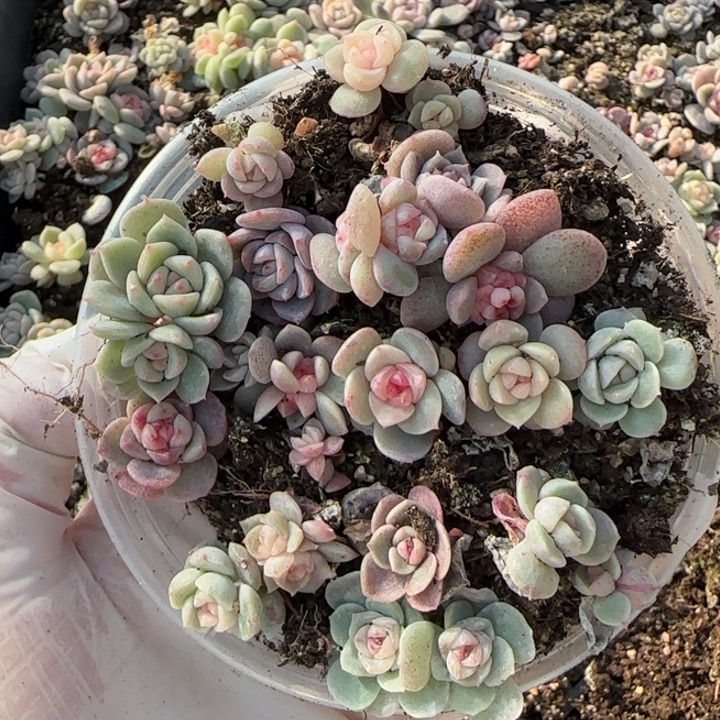 22 王者系列珍妮一盒