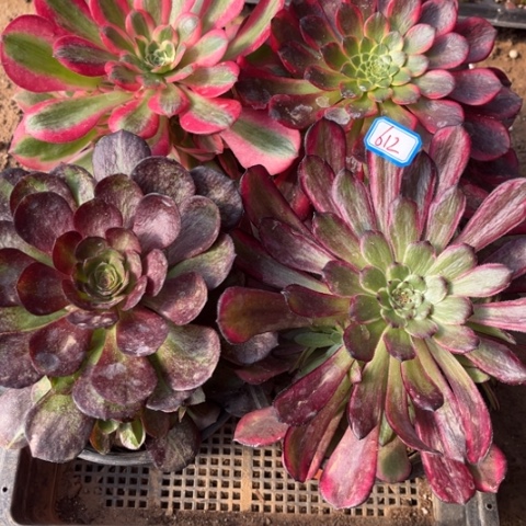 612多肉植物组合