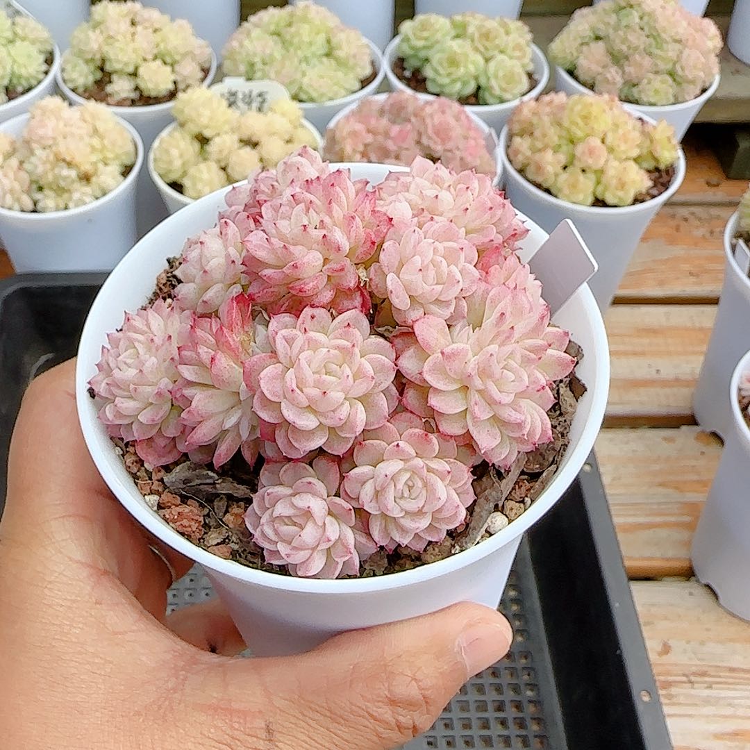 刘***傅1218-28（fm-8-2）优选