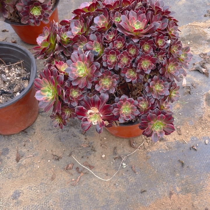 783安娜法师多肉断枝不售后