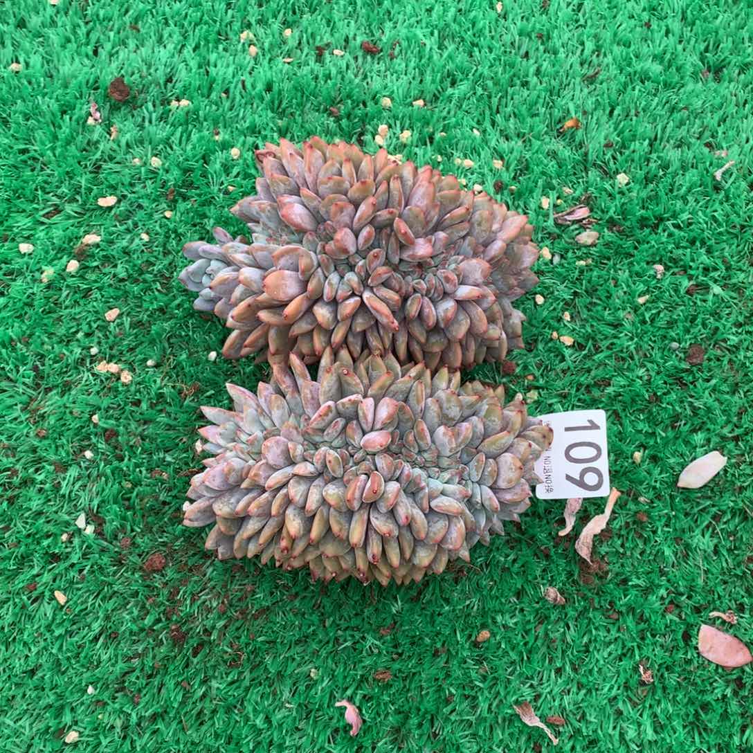 109橙子缀多肉植物组合有瑕