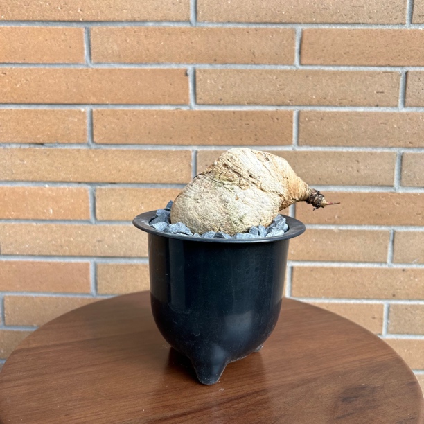 大块头 樱花大戟｜Euphoria primulifolia一物一拍