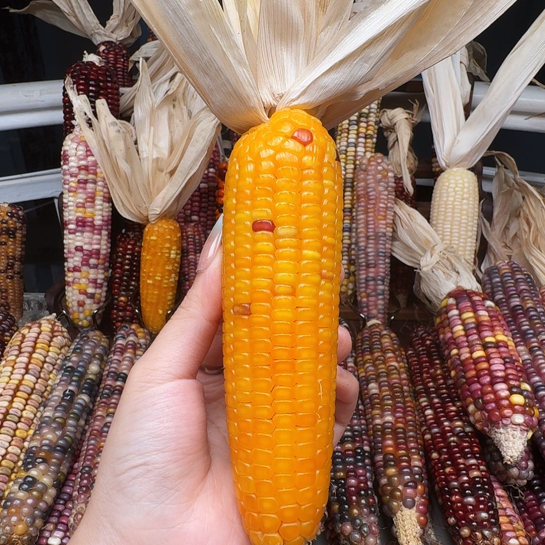 吊坠柏香籽/百香籽