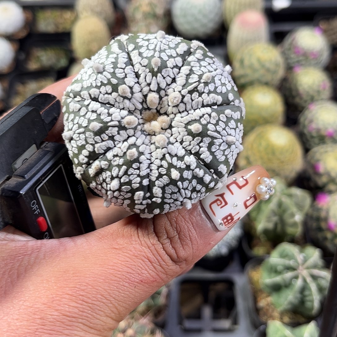 小超兜单头发货单头发