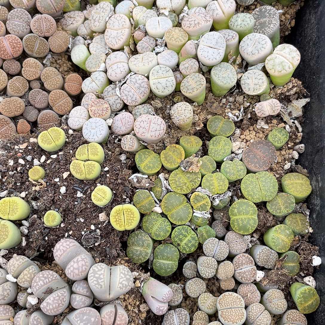 000000花花花花花花花