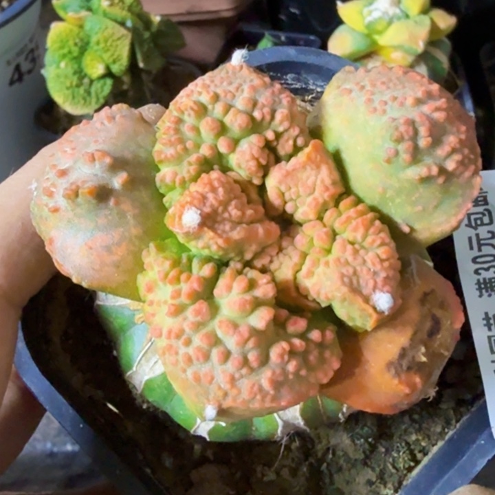 树***林福利苗接哥斯拉锦271